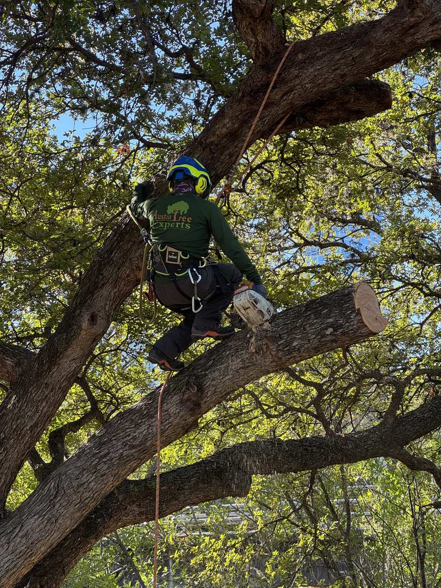 Tree Pruning 4 Close-up of arborist making a clean pruning cut on an oak branch