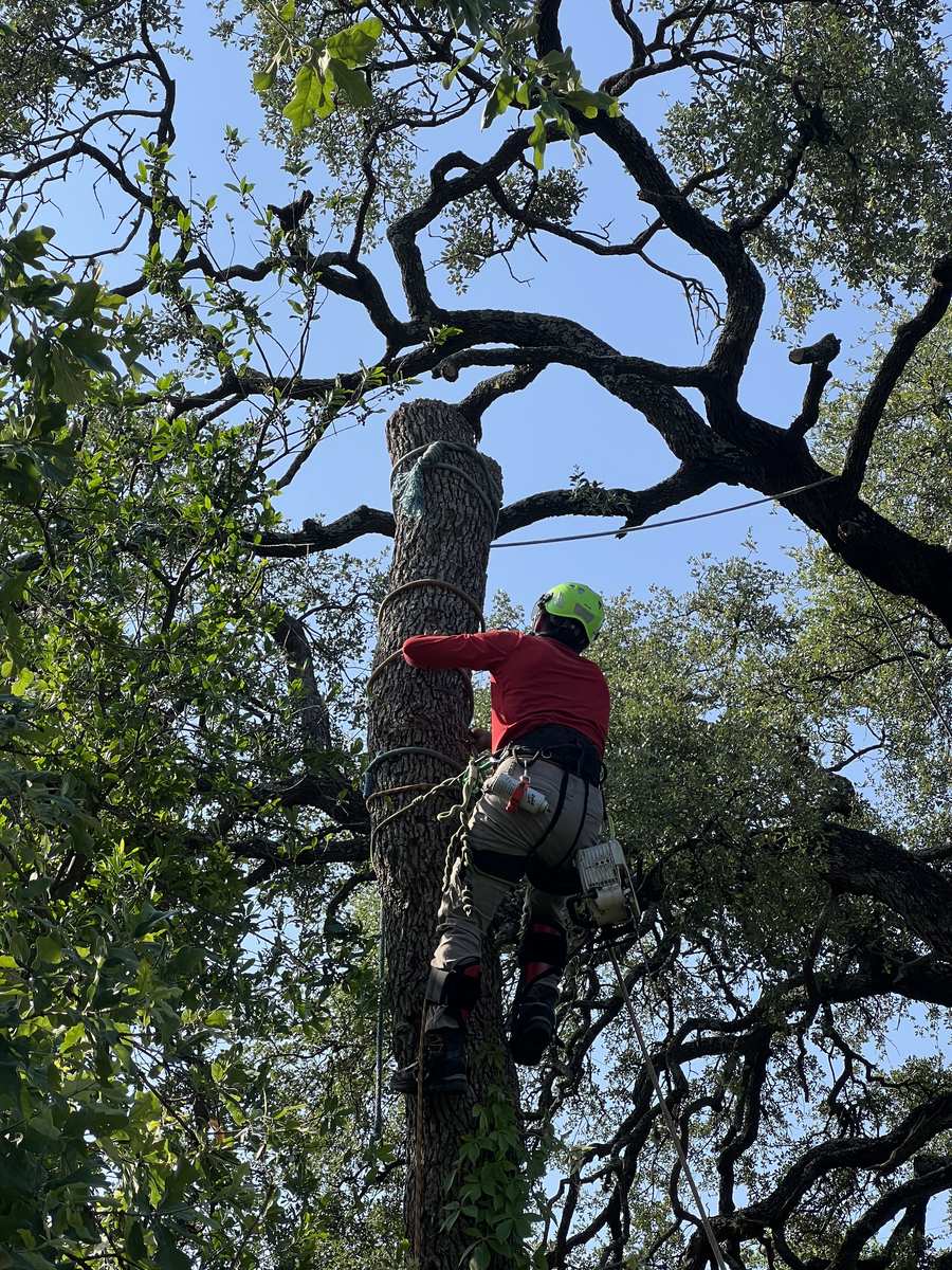 Tree Pruning 2 Arborist climbing through live oak branches during pruning service