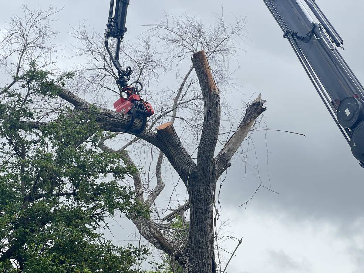 Crane removing a dead oak tree from a residential property