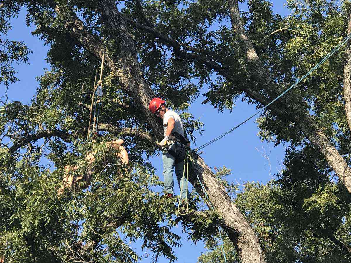 Tree Pruning 3 Tree climber in safety harness working high in the canopy