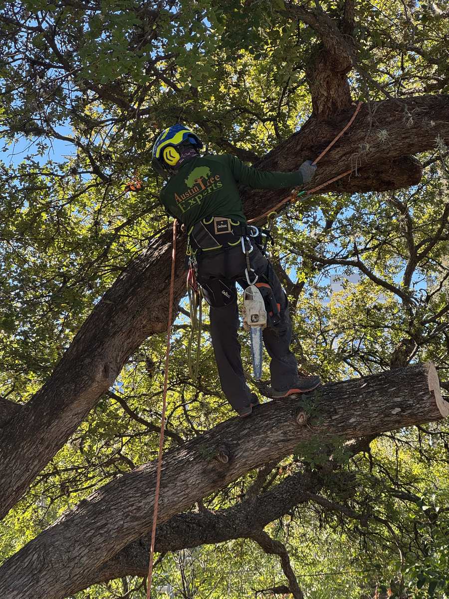 Home Page 6 Certified arborist climbing a large oak tree for pruning in Austin