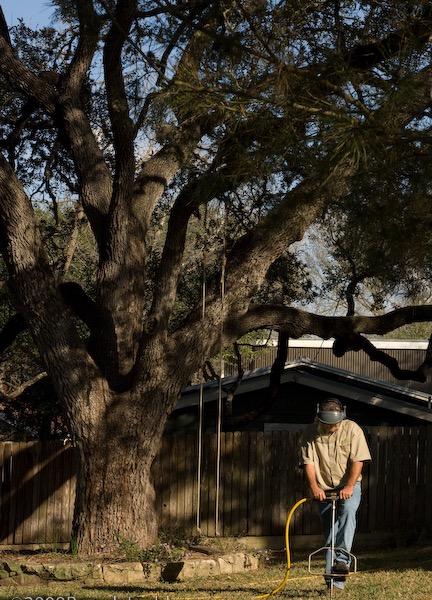 Arborist performing deep root fertilization under a mature live oak tree in Austin