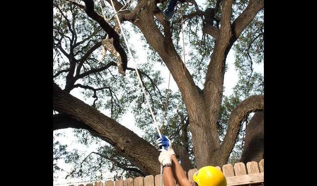 Tree Pruning 5 Tree pruning teamwork with climber in canopy and ground crew managing ropes