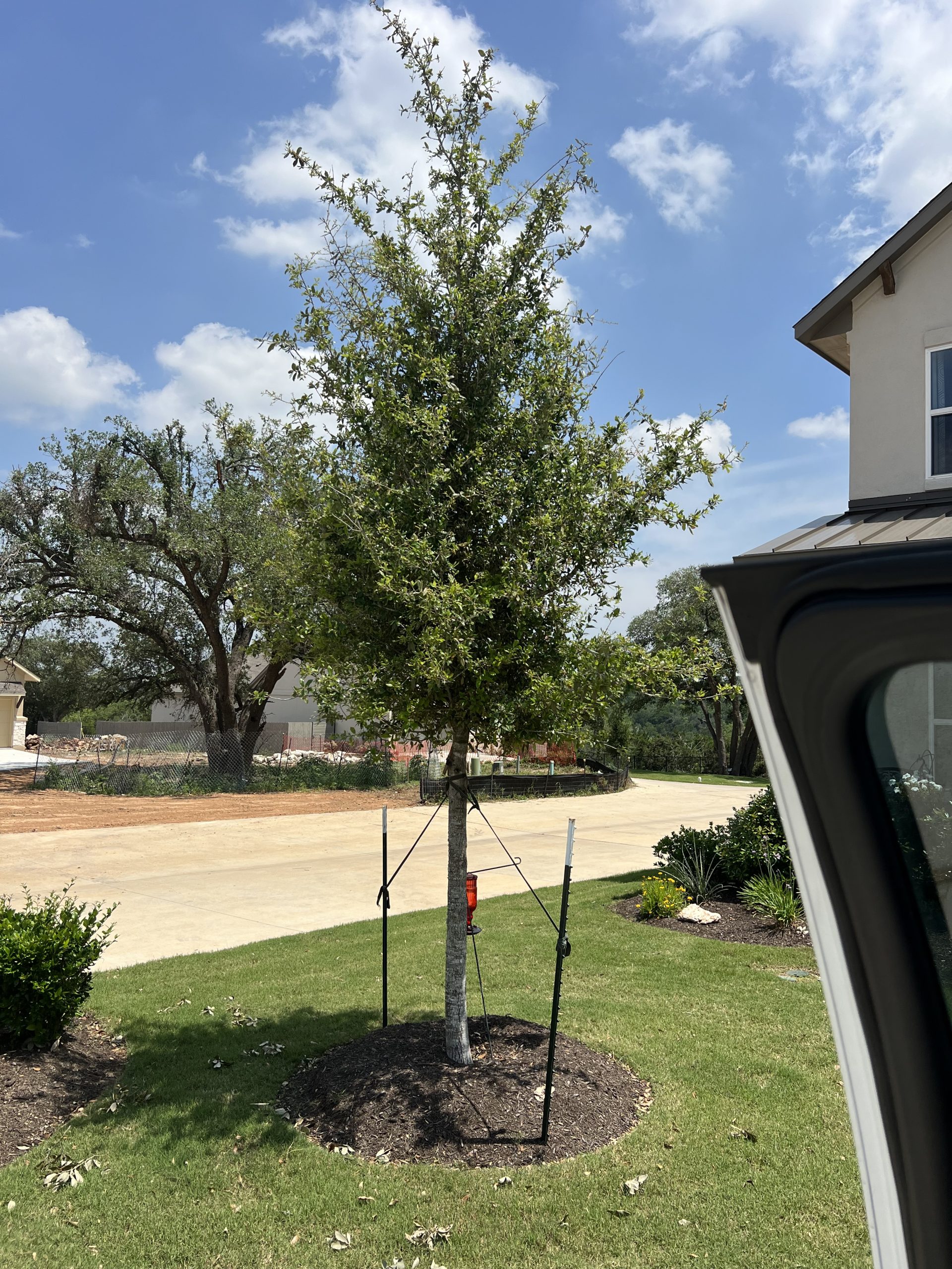Newly planted staked tree at residential property in Austin