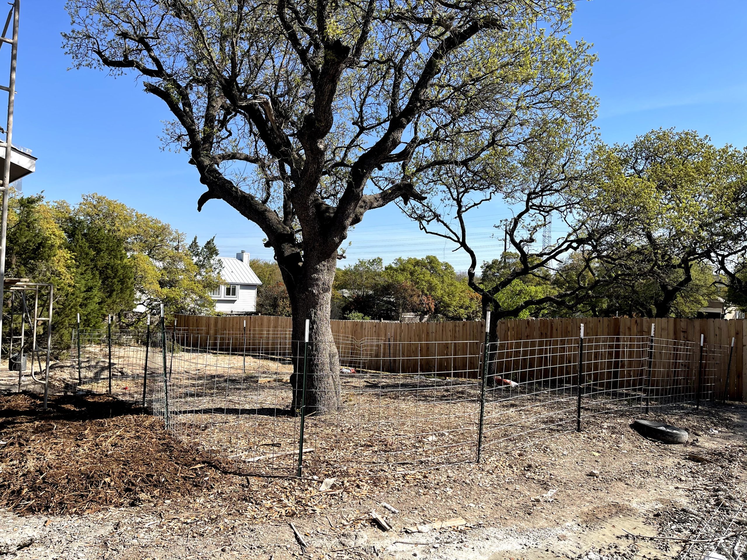 Large oak tree with protective fencing at Austin construction site