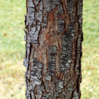 monterrey oak bark.jpg