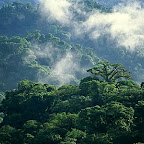 An aerial of the Penas Blancas Valley in Monteverde Cloud Forest Reserve, Costa Rica