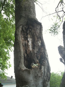 extensive-hackberry-decay.jpg
