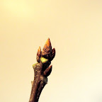 monterey oak buds.jpg