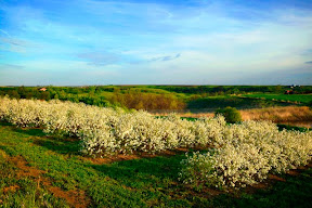 Orchard.jpg Orchard.jpg