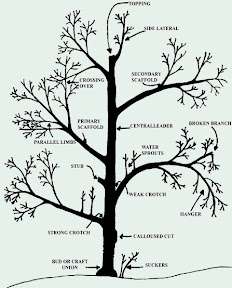 pruning-diagram.jpg