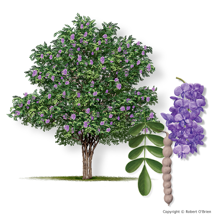 mountain laurel sephora secundiflora