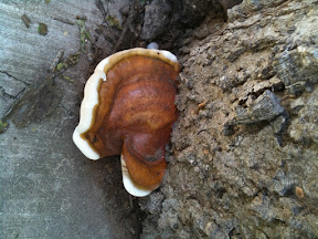 Ganoderma.jpg